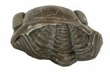 Wide, Enrolled Eldredgeops Trilobite Fossil - Ohio #188905-3